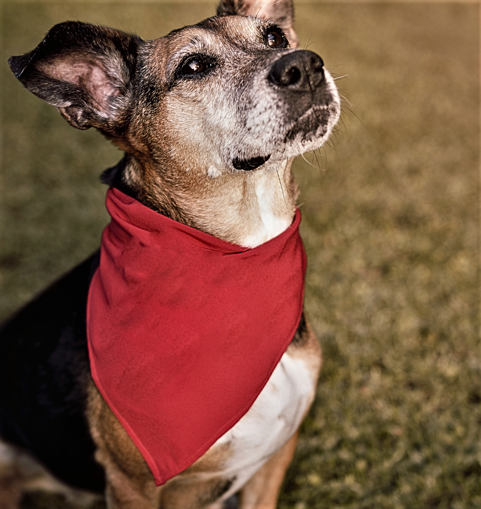 Bandana en mil colores brillantes