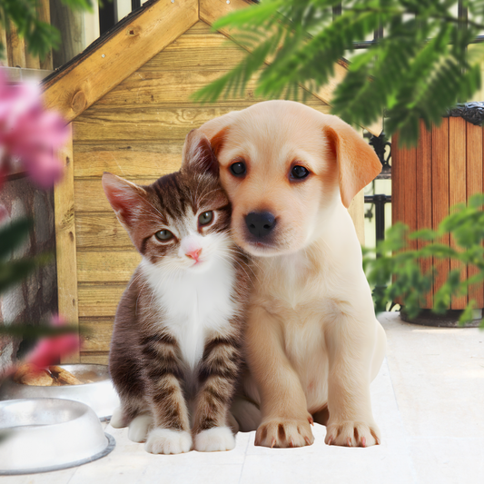 Composto Fitoterapico per la Pulizia e la Salute di Cani e Gatti