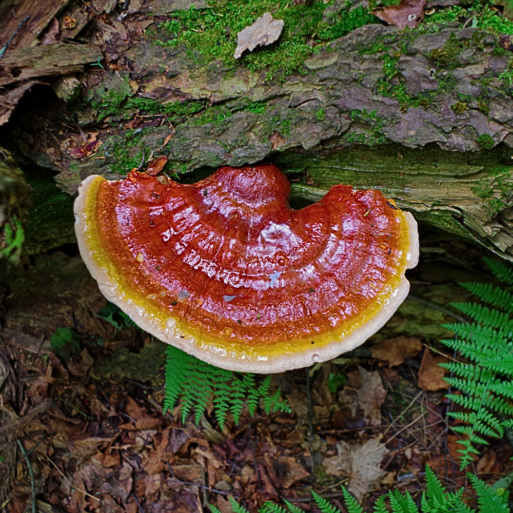 Cerotto transdermico con estratto concentrato di Fungo Reishi