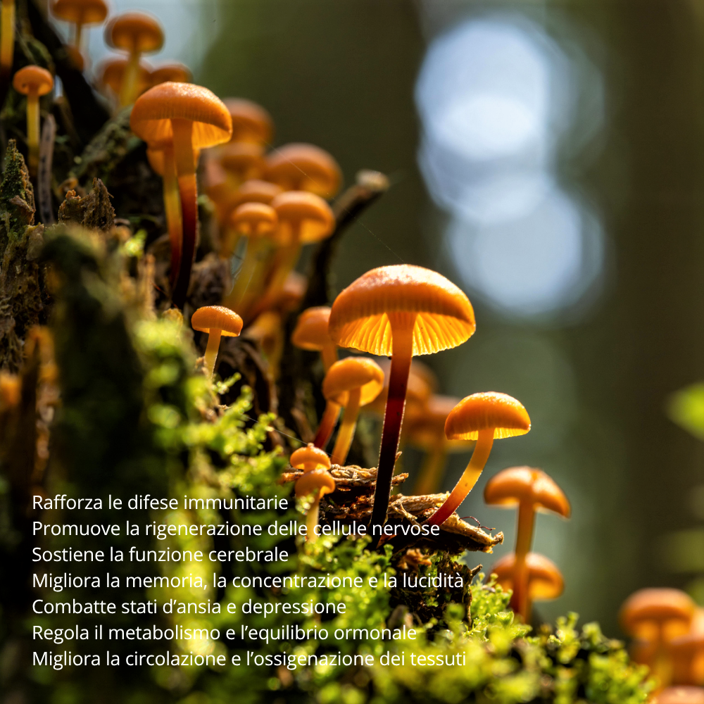 Cerotto Transdermico Nootropico ai Funghi Medicinali