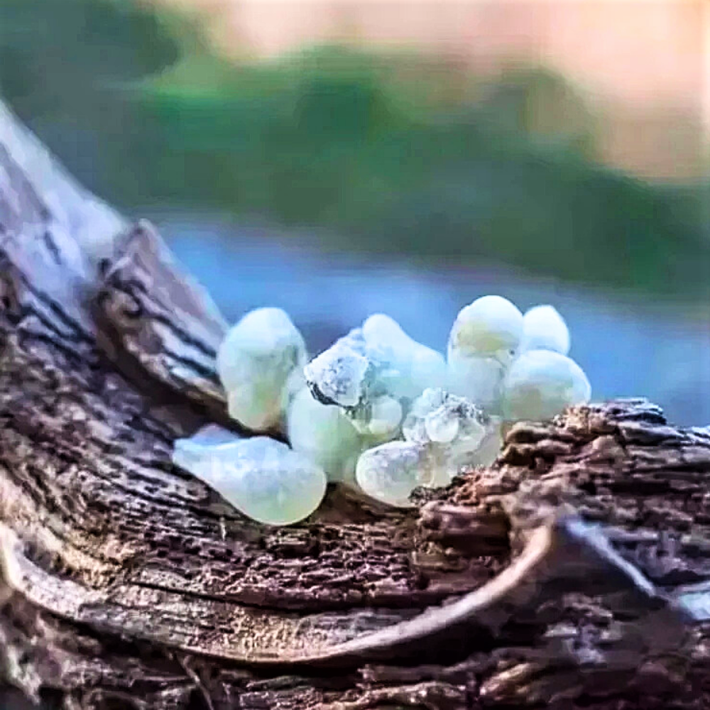 Resina pura Hojari dall'Oman