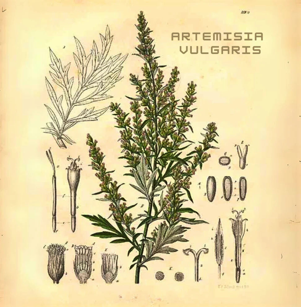 Braciere per Moxibustione in Ceramica