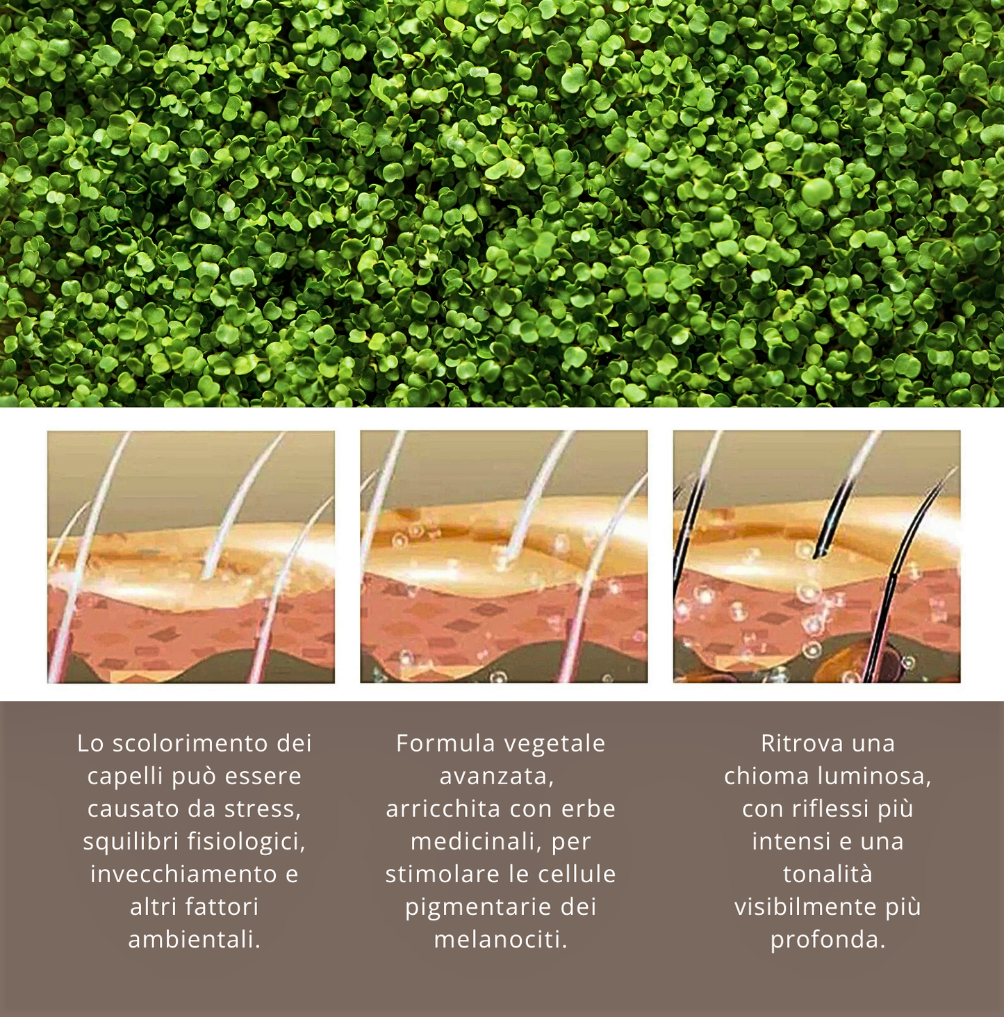 Shampoo Solido Anti-Grigio con He Shou Wu e Oli Botanici